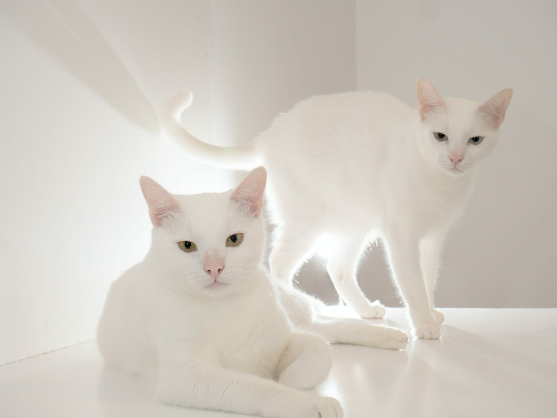 Two white cats against a white wall.