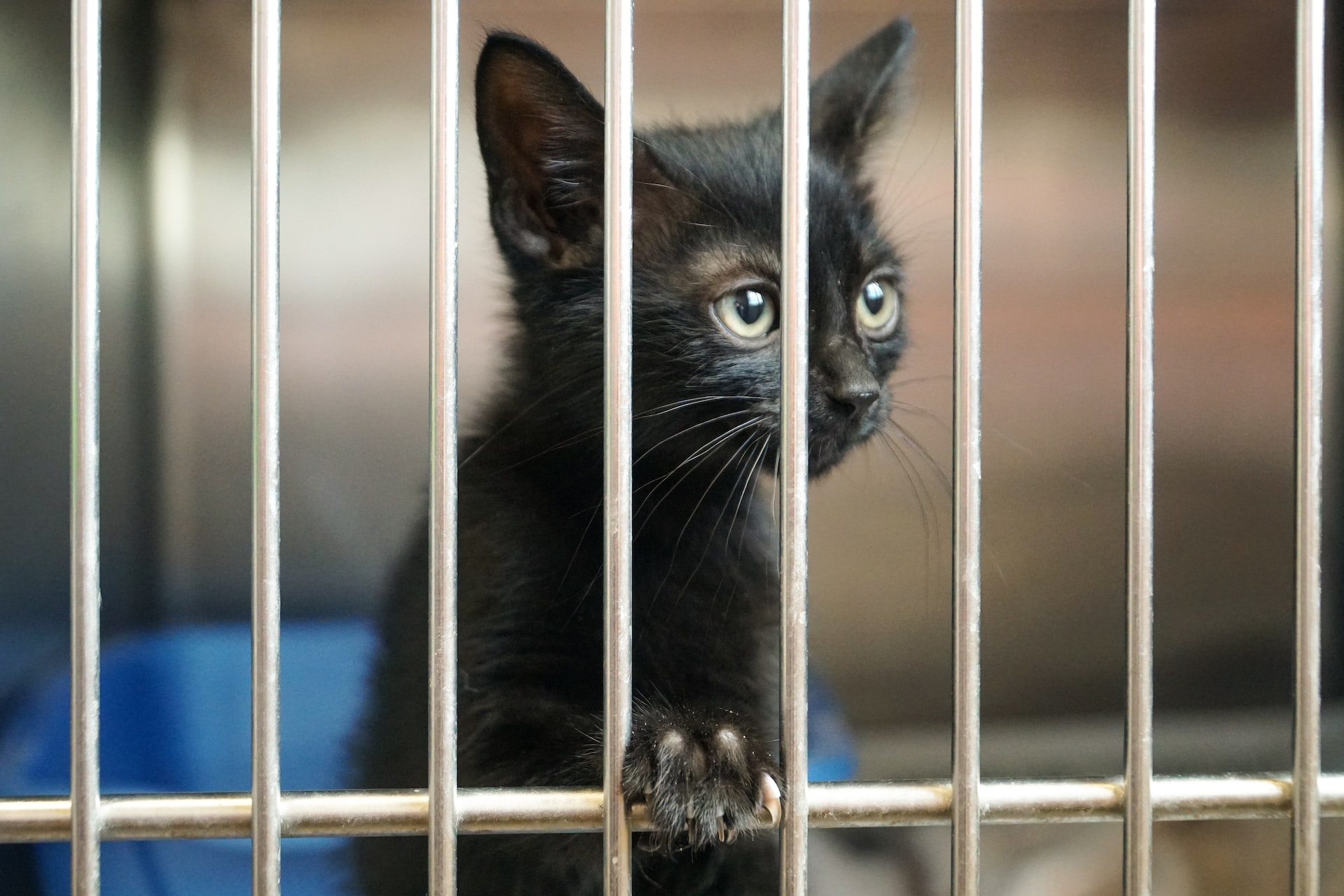 A tiny black kitten in a crate.