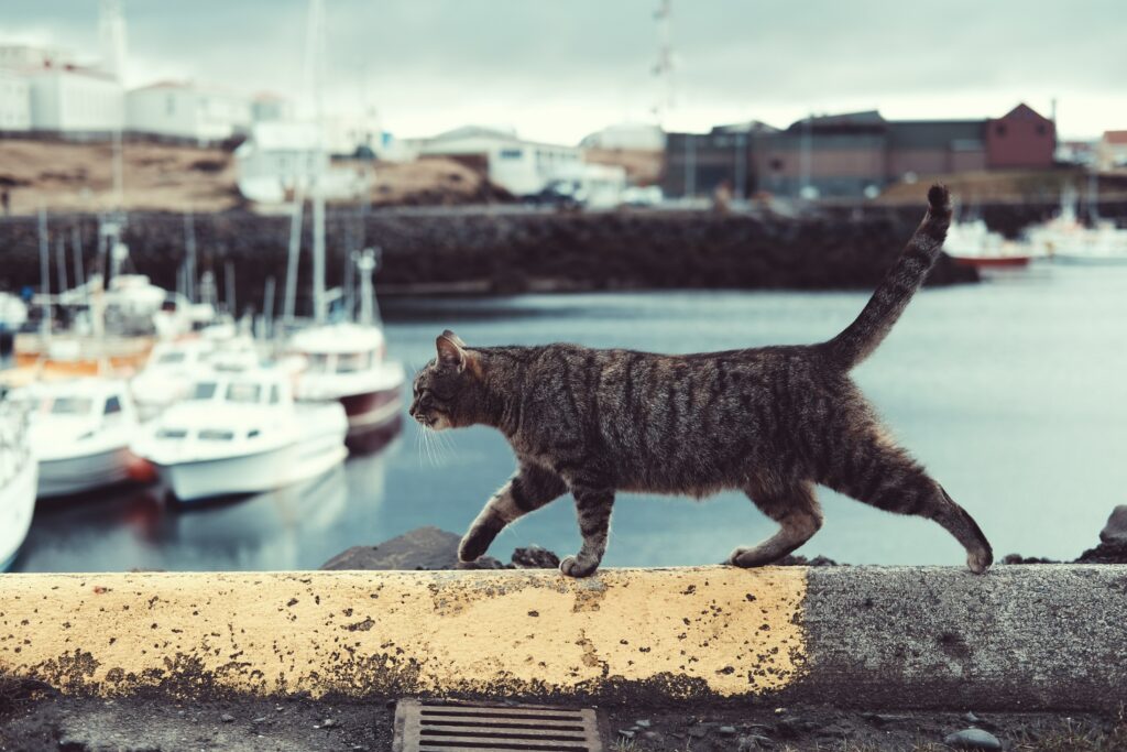 A tabby cat walks on the side of a road near a harbor.