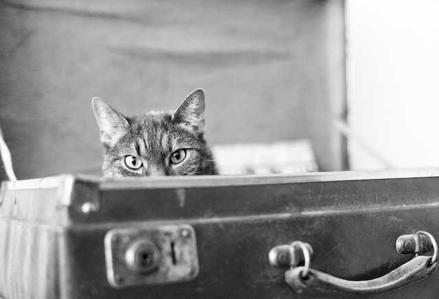 A black and white photo of a cat peeking out of a leather suitcase.