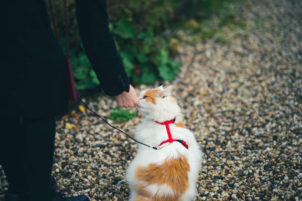 A white and orange cat wearing a red harness sniffing a hand.