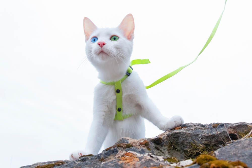 A white kitten with blue eyes wearing a bright green harness and standing on a rock.