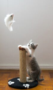 A gray and white kitten with their paws on a short scratcher. The kitten is looking at a white mouse toy handing by a string.