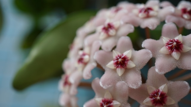 A closeup of a houseplant with light pink and magenta flowers.
