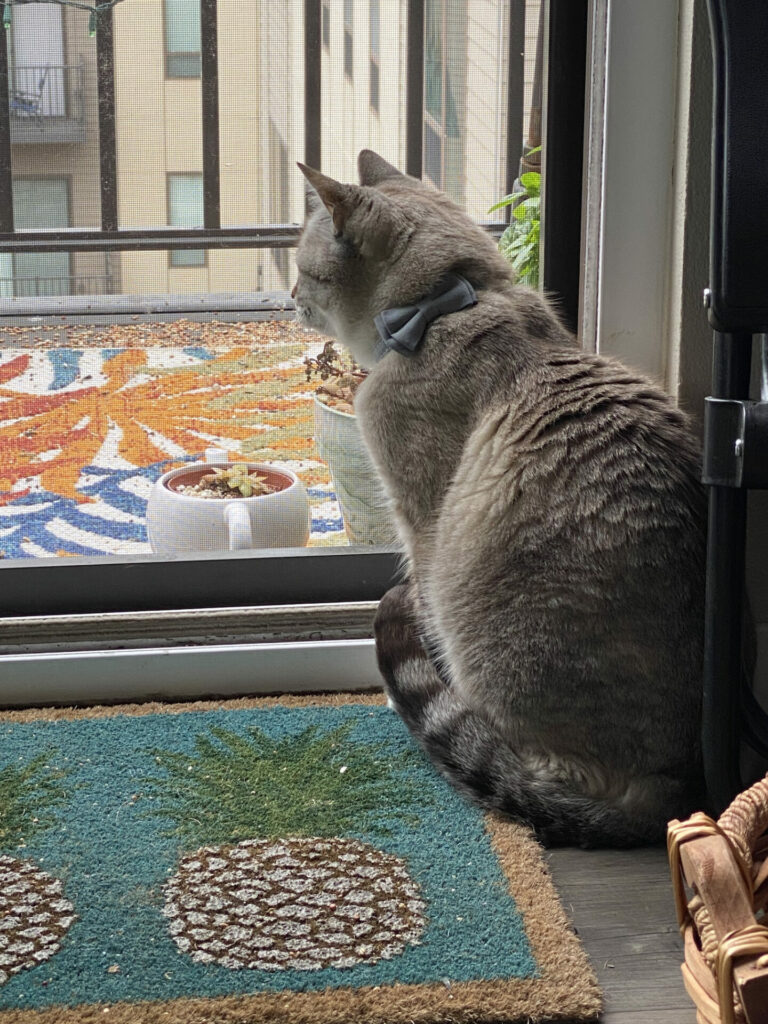 Zoloft, a lynx point SIamese cat, stares out a screen door while sitting on a pineapple rug. He has a blue bowtie on that's turned to the back.