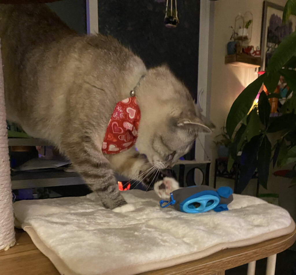 A lynx point Siamese cat (specifically Zoloft, Class Act Cats' Chief Purr Officer) with a red heart print bandana is pawing at one of his favorite puzzle feeders for cats. He is standing on a cat tower.