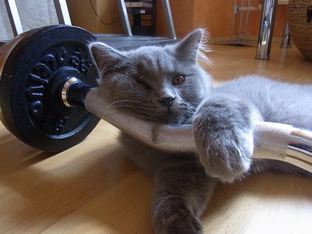 While not what we typically mean by cat training, a gray cat is napping on a weight on a wooden floor. Their cat trainer must be very confused!