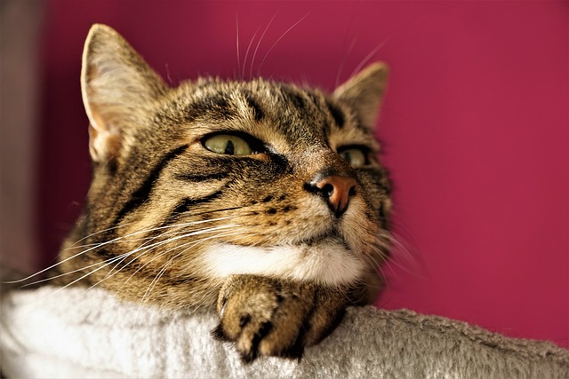A tabby cat resting their head on one paw gazing downward. They look deep in thought.