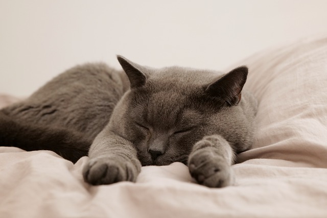 A gray cat on a white bed sleeping with both cute little peets outstretched.
