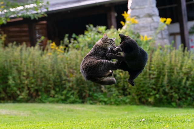 Two cats, a brown tabby and a void (black cat), fighting while flying through the air outdoors.