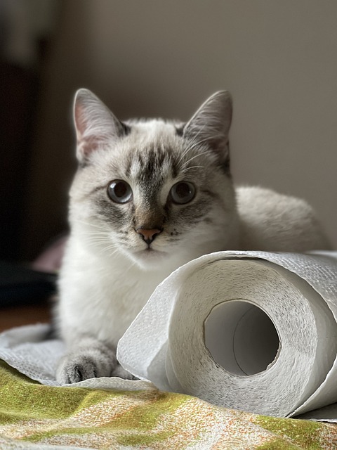A lynx point Siamese cat sitting next to a roll of toilet paper