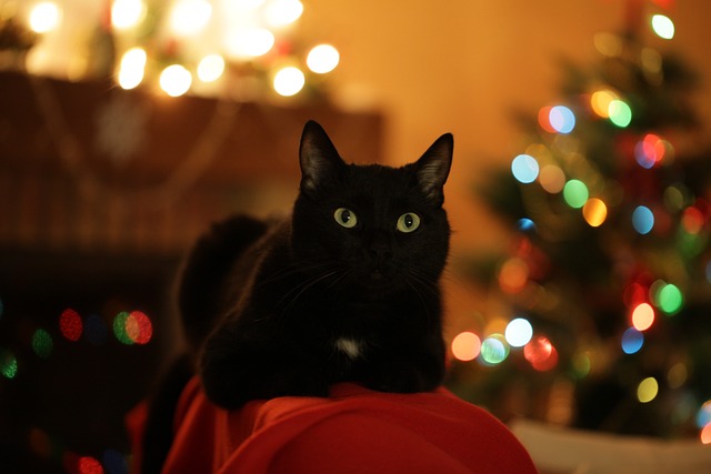 A black cat with green eyes sits on a red blanket on a couch. In the background, there is a Christmas tree and Christmas lights above a fireplace decorated for the holiday.