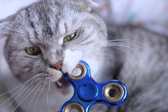 A gray cat bites a blue and silver fidget spinner.