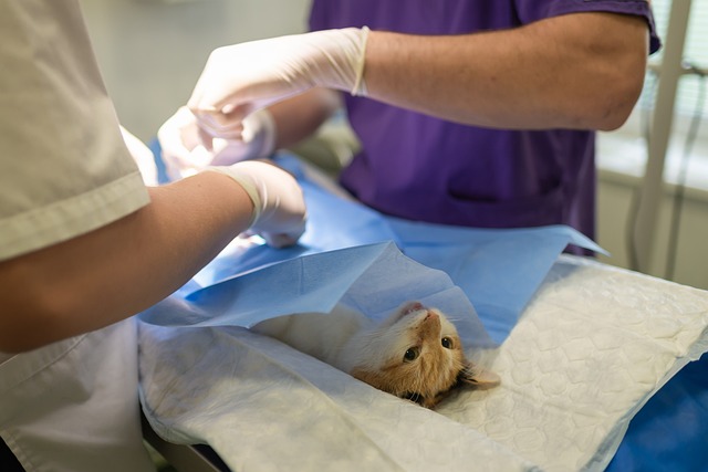 An orange, white, and black cat under a blue surgical chucks is getting surgery. Two people in purple scrubs and white scrubs wearing gloves are seen doing something, but it is unclear exactly what they are doing. This is great reminder to spay and neuter your cat as it greatly affects behavior!
