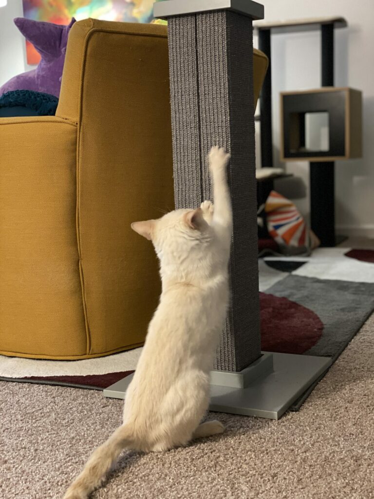 Prozac, a flamepoint Siamese cat, scratches a gray scratching post near a yellow chair.