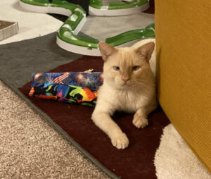 Prozac, a flame point Siamese cat, sits with his paws out front by a yellow chair with two kicker toys sitting near him. He is staring at the camera.