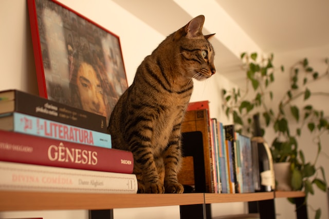A brown tabby cat sits on top of a wall shelf (not a cat shelf) with books on both sides. Plants are seen in the corner.