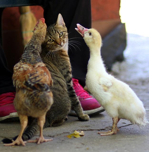 A brown tabby cat sits turned toward a brown and red chicken. There is also a yellow duckling sitting nearby.