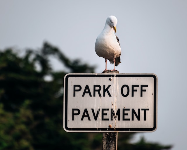 A seagull sits on a sign that says "Park Off Pavement." The sign is covered in bird poop.