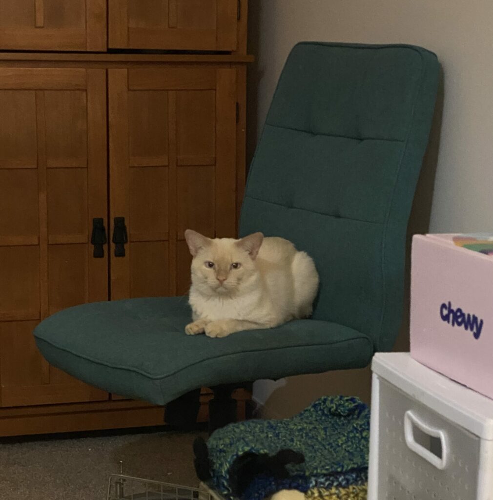 Prozac, a flame point Siamese cat, sits on The Chair. The Chair is a teal office chair that formerly belong to his brother. Prozac is looking forward at the camera with is paws in front of him.