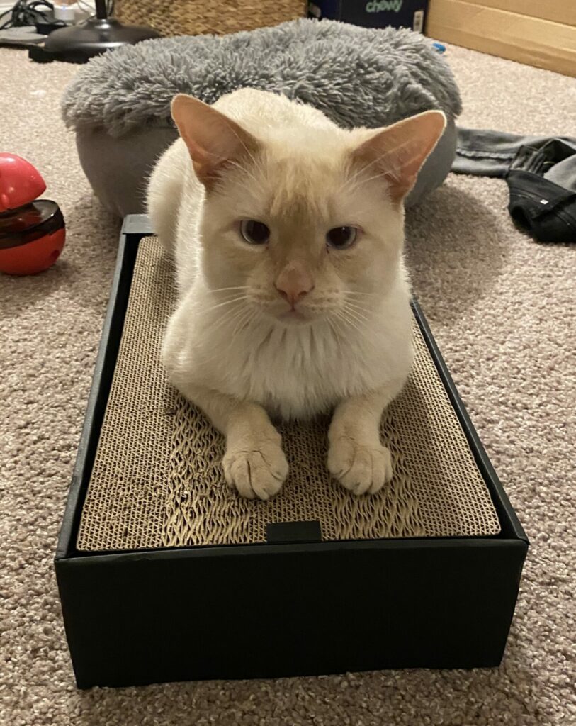 Prozac, a flame point Siamese cat, sits on a cardboard scratcher with his cute little paws out front.