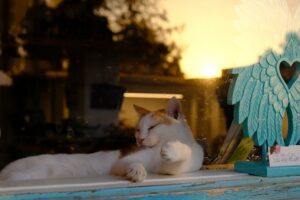 A white and orange cat grooms themself through a window. Next to the window is a turquoise angel wing statue with a heart in the center. The setting sun is refected on the window.