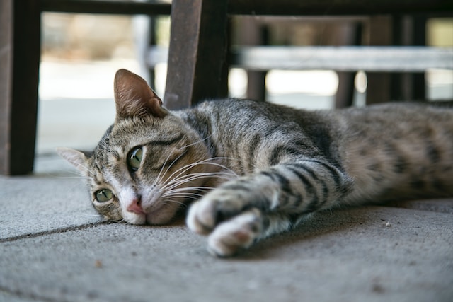 A tabby cat lays on their side on a concrete patio by some wood furniture with paws extended. The cat is looking sad or longingly forward.