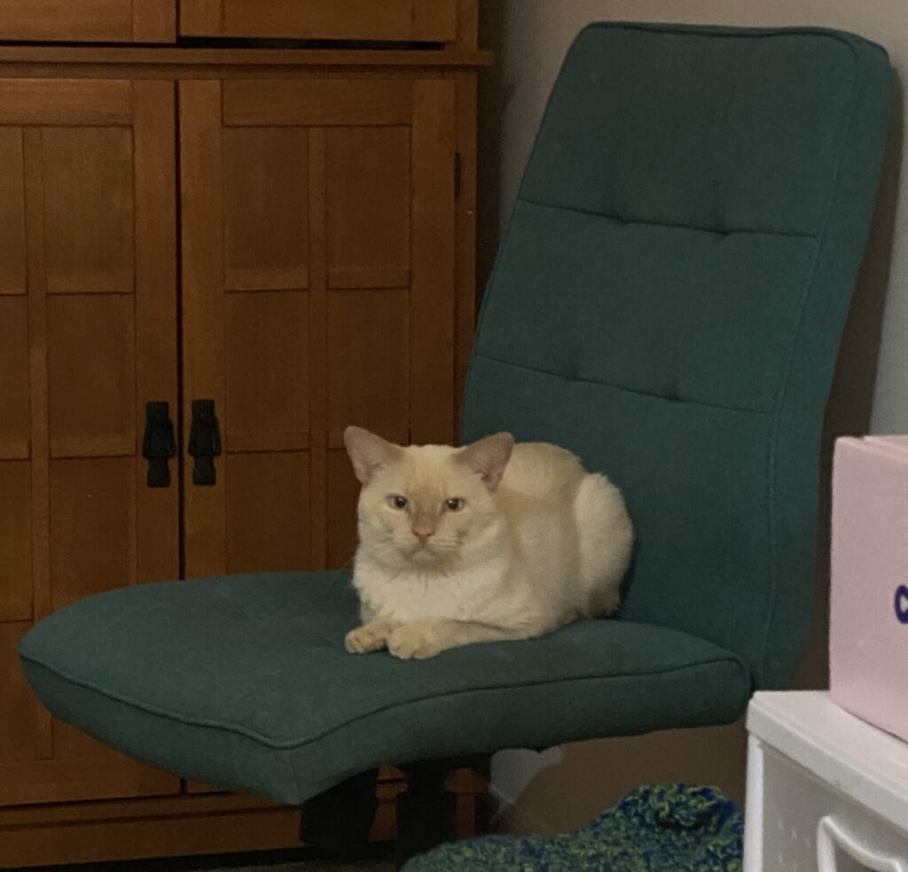 Prozac, a flame point Siamese cat, sits with his paws out front on The Chair. The Chair is a very special desk chair that is made of teal fabric.