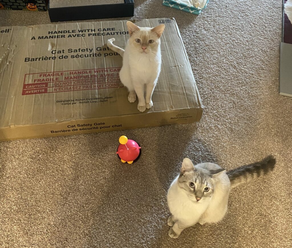 Prozac, a flame point Siamese cat, sits on a box labeled "Cat Safety Gate" while Poutine, a lynx point Siamese cat, sits on the carpet looking at the camera.