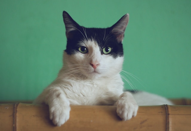 A white cat with black fur on half their head looks at the screen. Their paws are on what appears to be some sort of wood or bamboo and there is a dark sea foam green background.