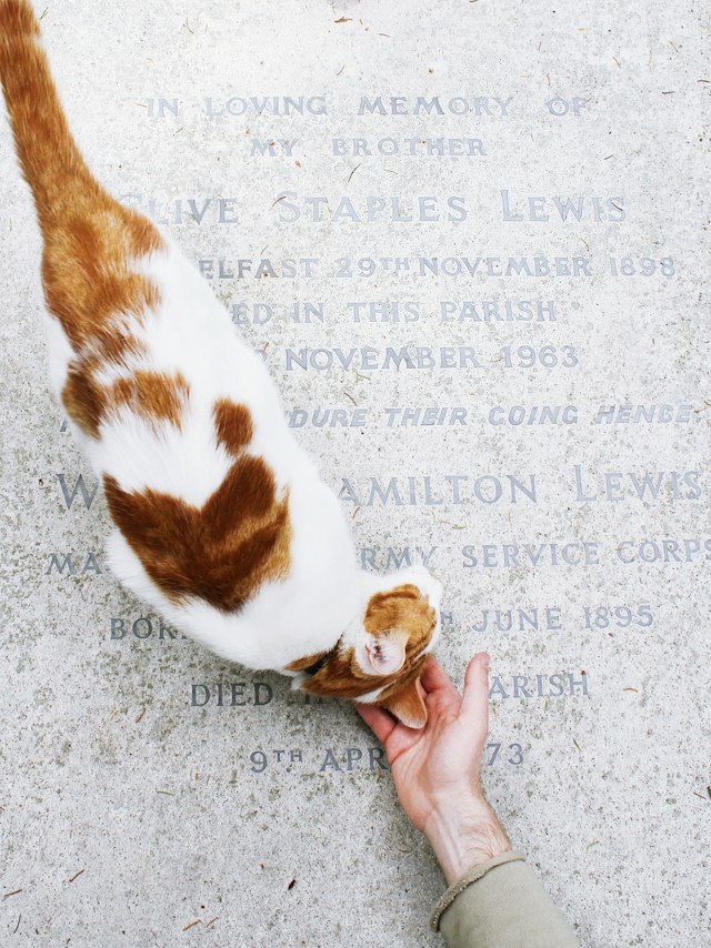 An orange and white cat is rubbing their head into a hand. The cat is standing on a white stone grave marker that reads "In loving memory of my brother Clive Staples Lewis."