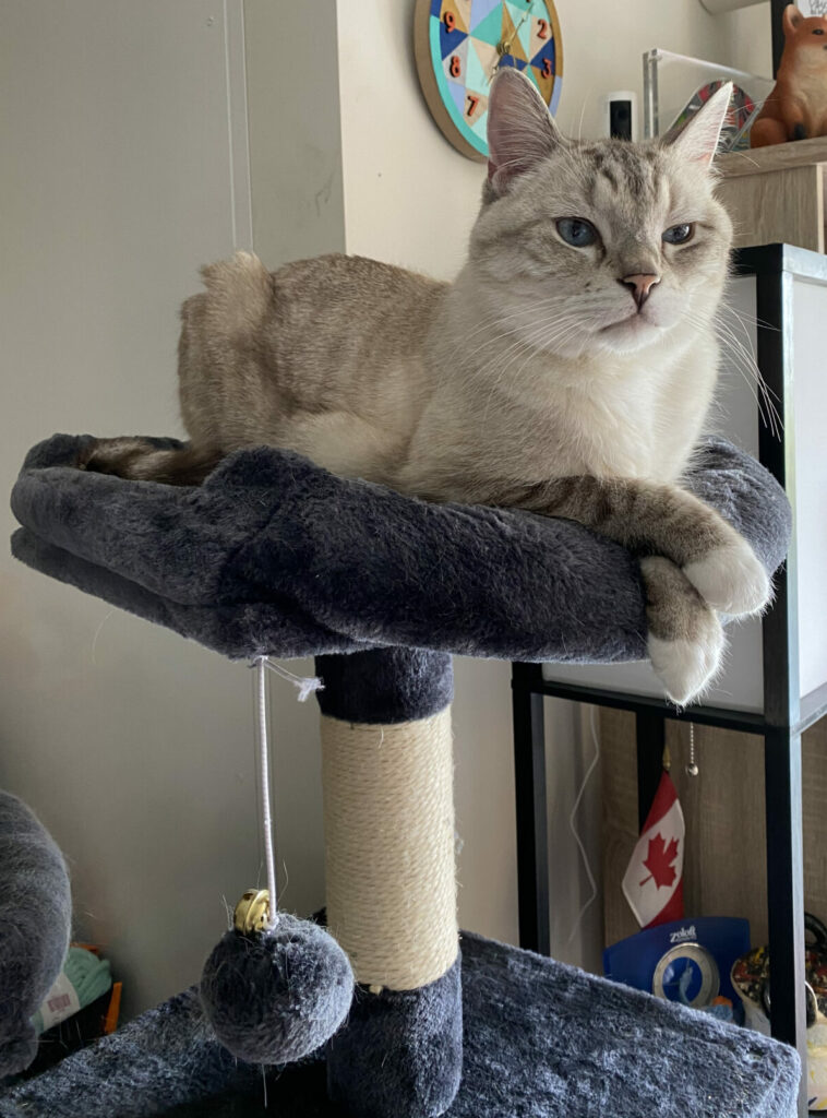 Zoloft, a lynx point Siamese cat, sits on a black cat tower perch. He has his paws crossed. He paws have white fur on them.