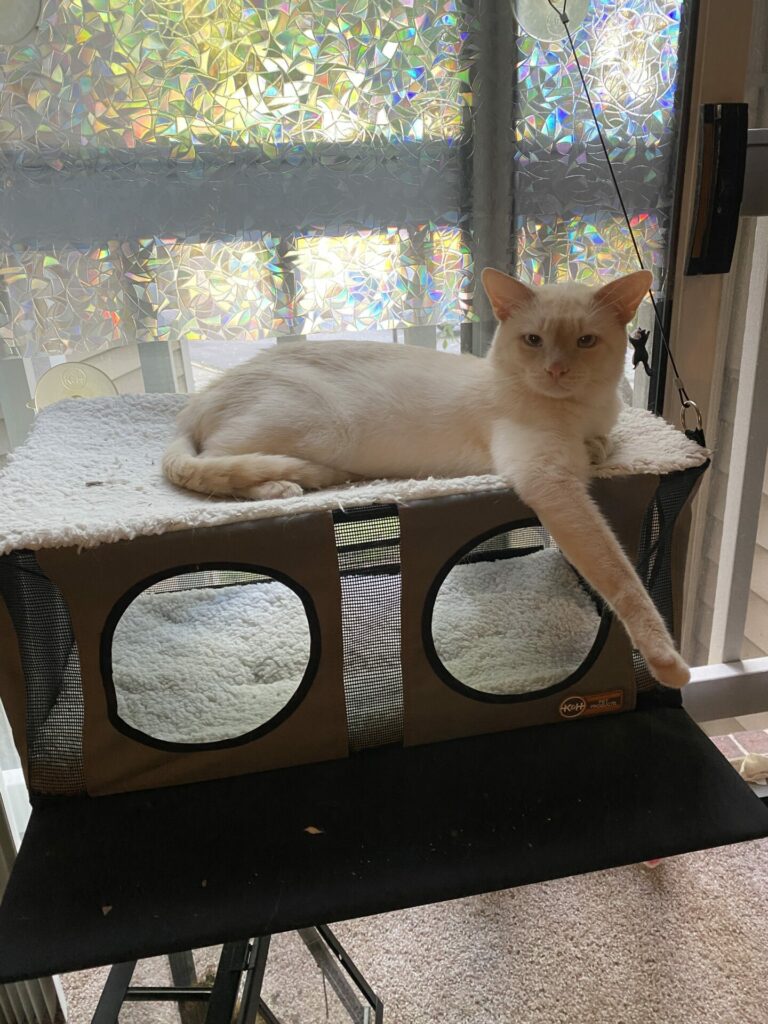 Prozac, a flame point Siamese cat, is lounging on a window-mounted cat perch with his front arm hanging off the front.