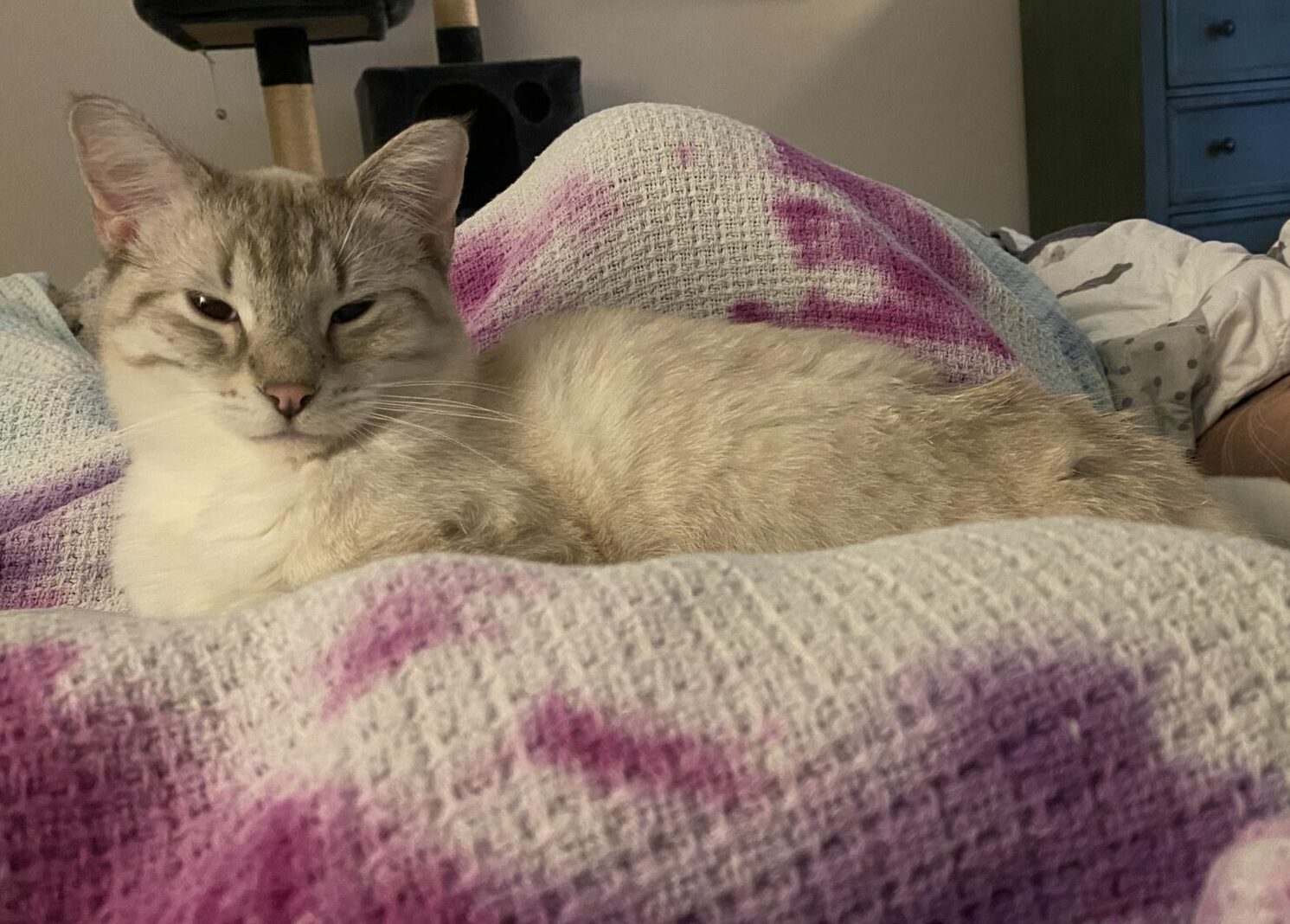 Poutine, a lynx point Siamese cat, lays on a purple, blue, and white tie-dye blanket with his eyes half opened.