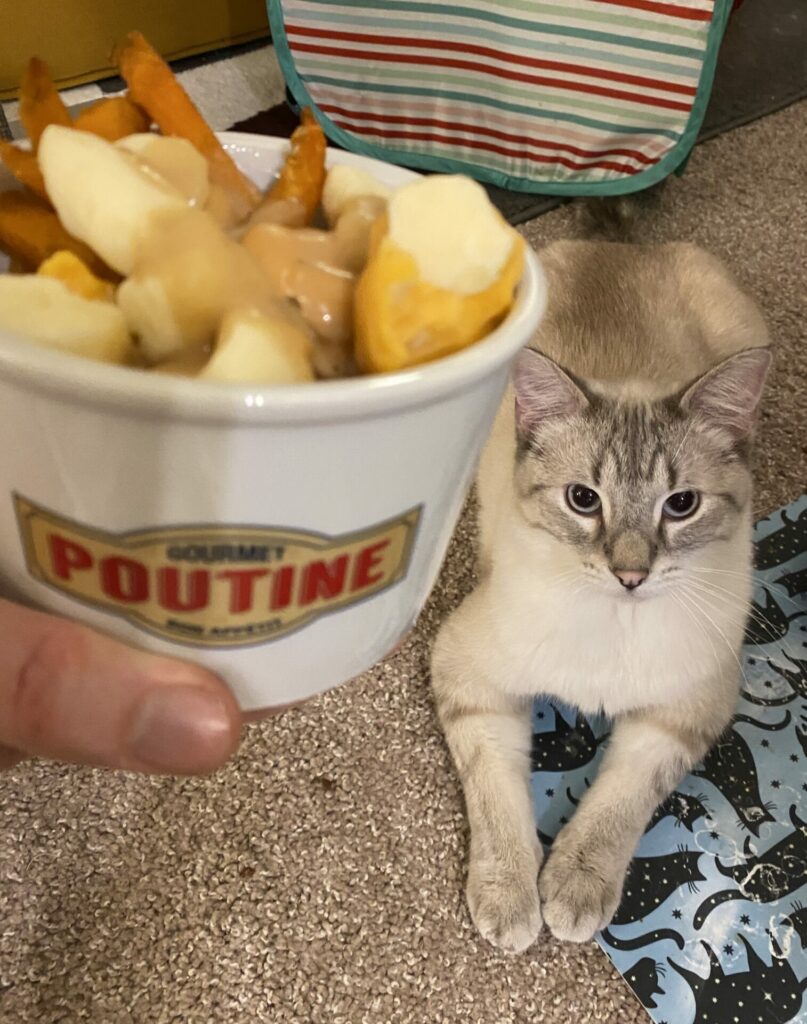 Poutine, a lynx point Siamese cat, sits on the floor as a white dish that says "POUTINE" on it is held up. The dish contains poutine, a popular dish from Canada made of french fires, cheese curds, and gravy.