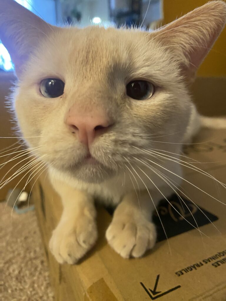 Prozac, a flame point Siamese cat, sits with his nose sniffing close up to the camera and his cute little paws below him.