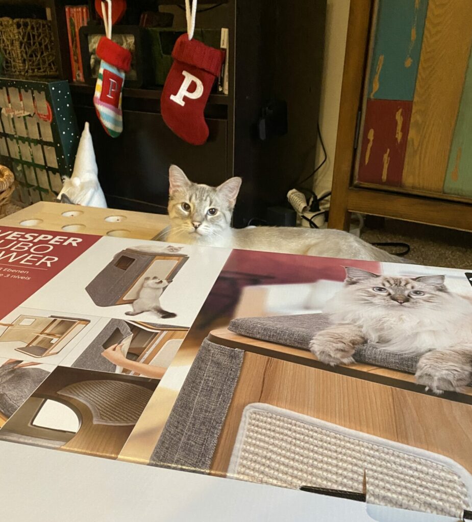 Poutine, a lynx point Siamese cat, sits behind a box with a cat tower and a ragdoll cat on it. There are two stockings with the letter P in the background.
