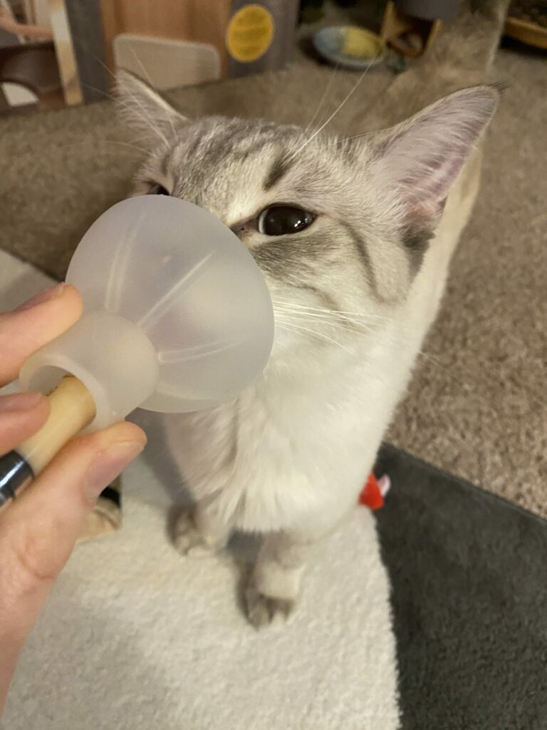 Poutine, a lynx point Siamese cat, holds his (very cute) face into a silicone mask from a cat inhaler as part of cat inhaler training. There is a a hand holding the mask and a syringe with Churu in it.