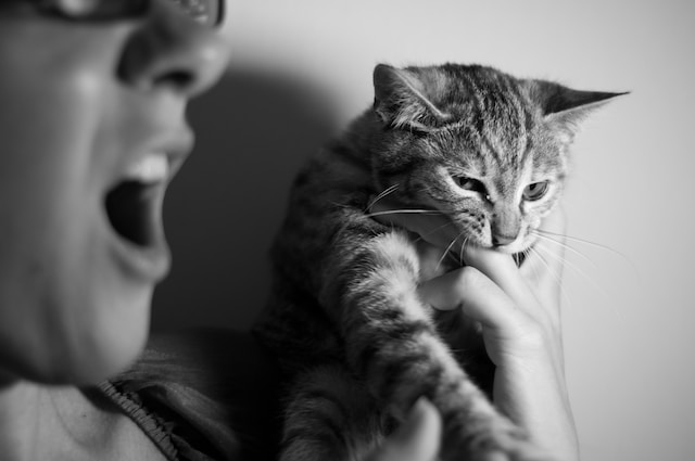 The photo is black and white. A woman with her mouth agape has a tabby cat biting her finger.