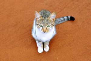 A brown and white cat with green eyes looking up at the camera. They are sitting on sand.