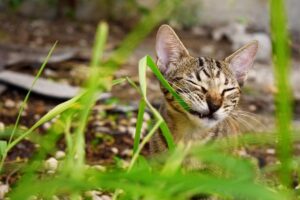 A brown tabby cat with big ears chews on a thick blade of grass.
