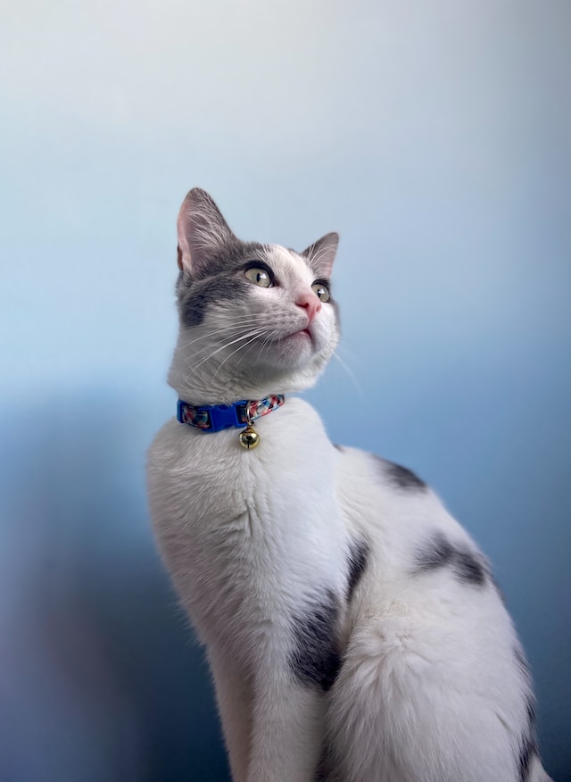 A white with gray spots cat against a blue background. The cat has a blue collar.