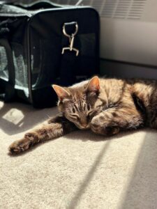 A brown tabby cat sleeps in a sunbeam on beige carpet by a black soft sided cat carrier.