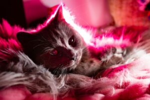 A gray kitten lays on a fuzzy pink blanket with pink lighting looking at the camera.