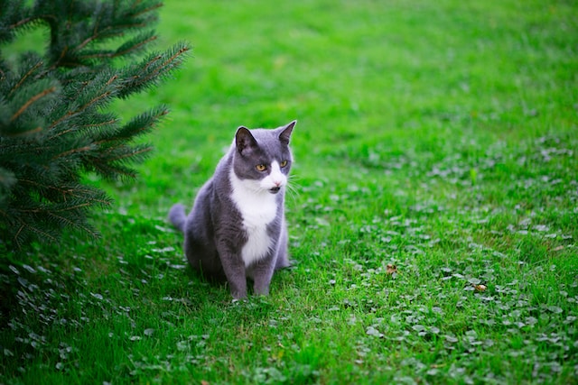 A gray and white cat sits near a pine tree in a green grassy field.