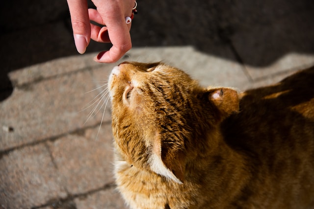An orange cat sniffs an outstretched finger of a human.