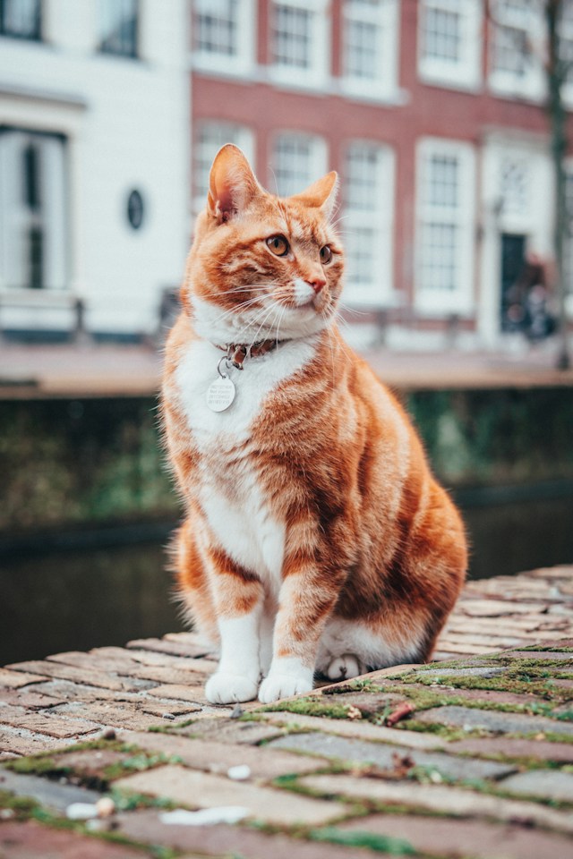 An orange and white cat sits on a brick path. They have a breakaway collar and name tag on.