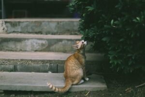 An orange cat sits on concrete stairs and sniffs a dark green bush.