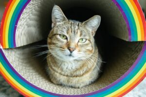 A domestic shorthair cat sits between two rainbow cardboard scratchers.