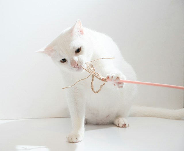 A white cat plays with toy on a pink wand against a white background.
